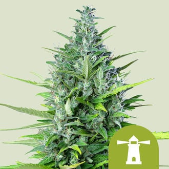 Royal Haze Automatic (Royal Queen Seeds) feminisiert