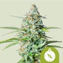 Northern Light Automatic (Royal Queen Seeds) feminisiert