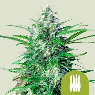 Royal AK Automatic (Royal Queen Seeds) feminisiert