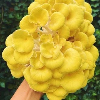 Golden Oyster Liquid Culture (North Spore)