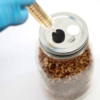 Pink Oyster Liquid Culture (North Spore)