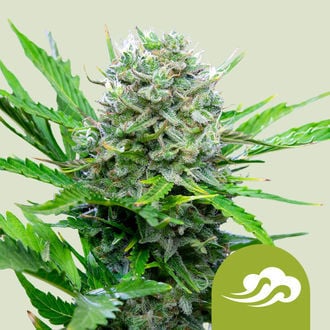 Royal Bluematic (Royal Queen Seeds) feminisiert