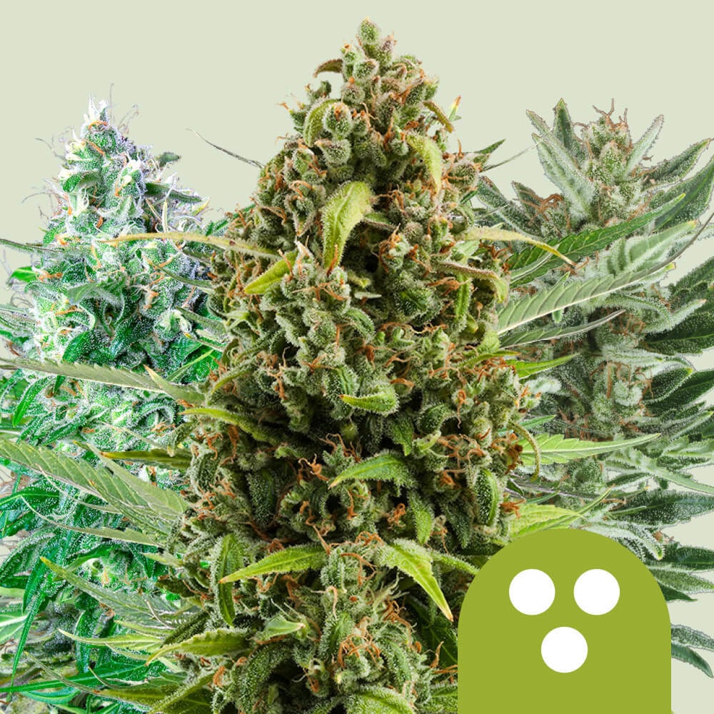 Blueberry (Royal Bluematic) Auto (Royal Queen Seeds)