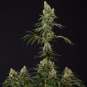 Permanent Marker (Zamnesia Seeds) feminized