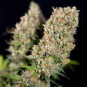 Permanent Marker (Zamnesia Seeds) feminized