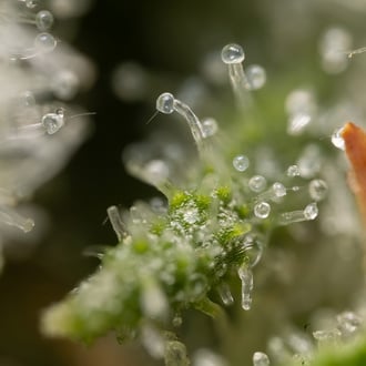 Permanent Marker (Zamnesia Seeds) feminized