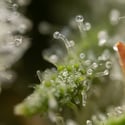 Permanent Marker (Zamnesia Seeds) feminized