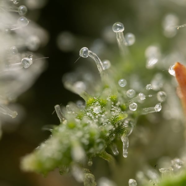 Permanent Marker (Zamnesia Seeds) feminized