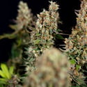 Permanent Marker (Zamnesia Seeds) feminized