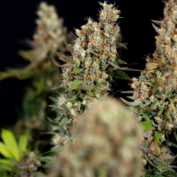 Permanent Marker (Zamnesia Seeds) feminized