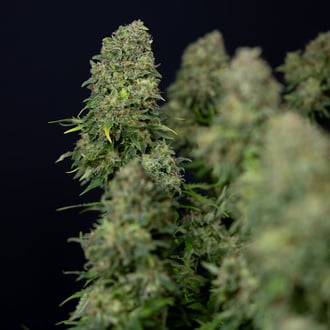 Ghost Train Haze Automatic (Zamnesia Seeds) feminisiert