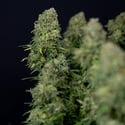 Ghost Train Haze Automatic (Zamnesia Seeds) feminized