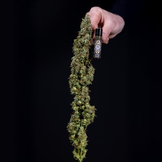 Ghost Train Haze Automatic (Zamnesia Seeds) feminisiert