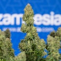 Ghost Train Haze Automatic (Zamnesia Seeds) feminized