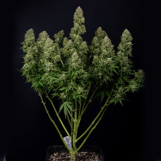 Ghost Train Haze Automatic (Zamnesia Seeds) feminisiert