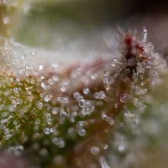 Ghost Train Haze Automatic (Zamnesia Seeds) feminisiert