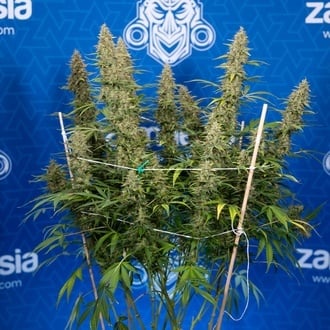 Ghost Train Haze Automatic (Zamnesia Seeds) feminisiert