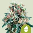 Royal Creamatic (Royal Queen Seeds) feminisiert