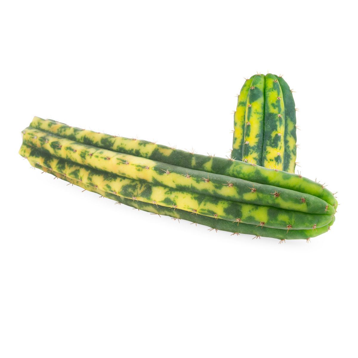 San Pedro Variegated (Echinopsis pachanoi variegata)