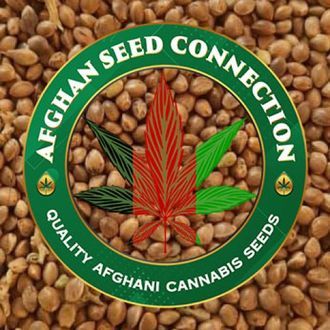 Bamiyan Buddha (Afghan Seed Connection) regulär