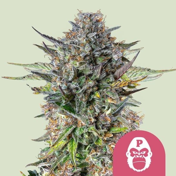 Gorilla Glue Feminisiert (Royal Queen Seeds)