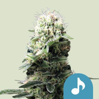 Dance World (Royal Queen Seeds) feminisiert