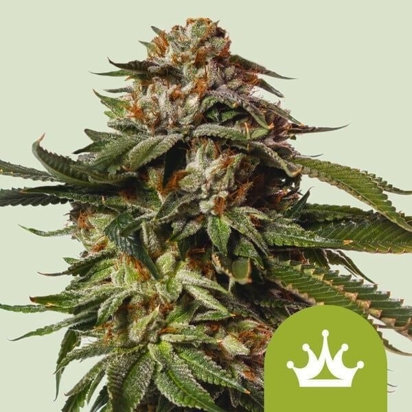 Power Skunk Auto (Sanaleo)