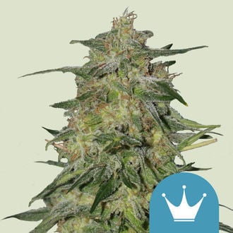 Royal Highness (Royal Queen Seeds) feminisiert