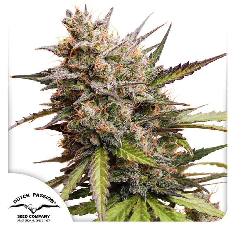 Melonda Runtz Auto (Dutch Passion)