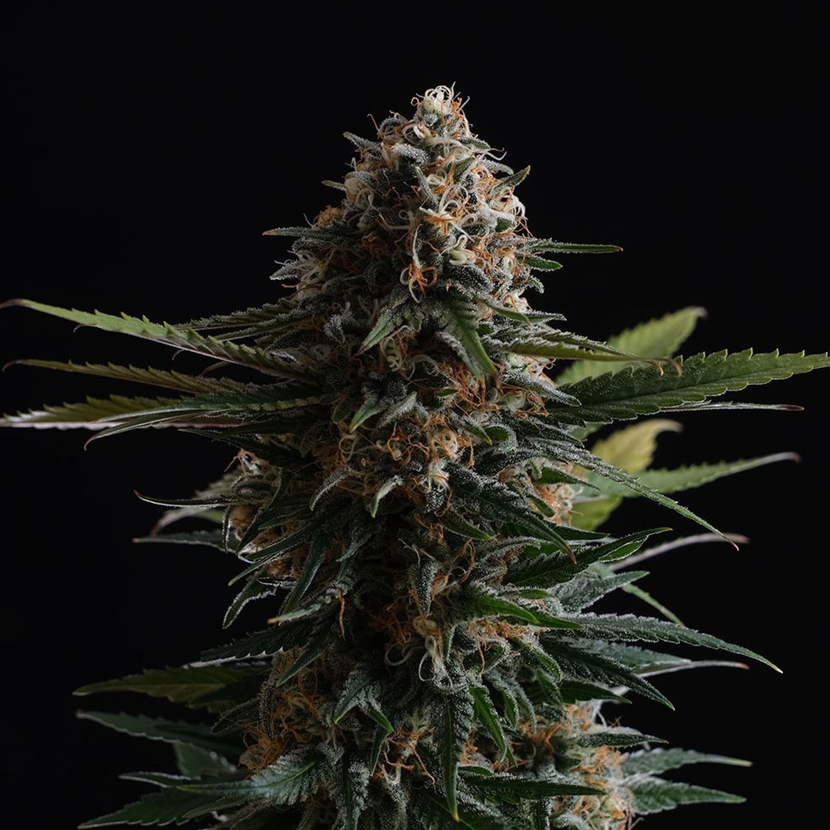 Candy Cream Go Fast Feminisiert (Kannabia)