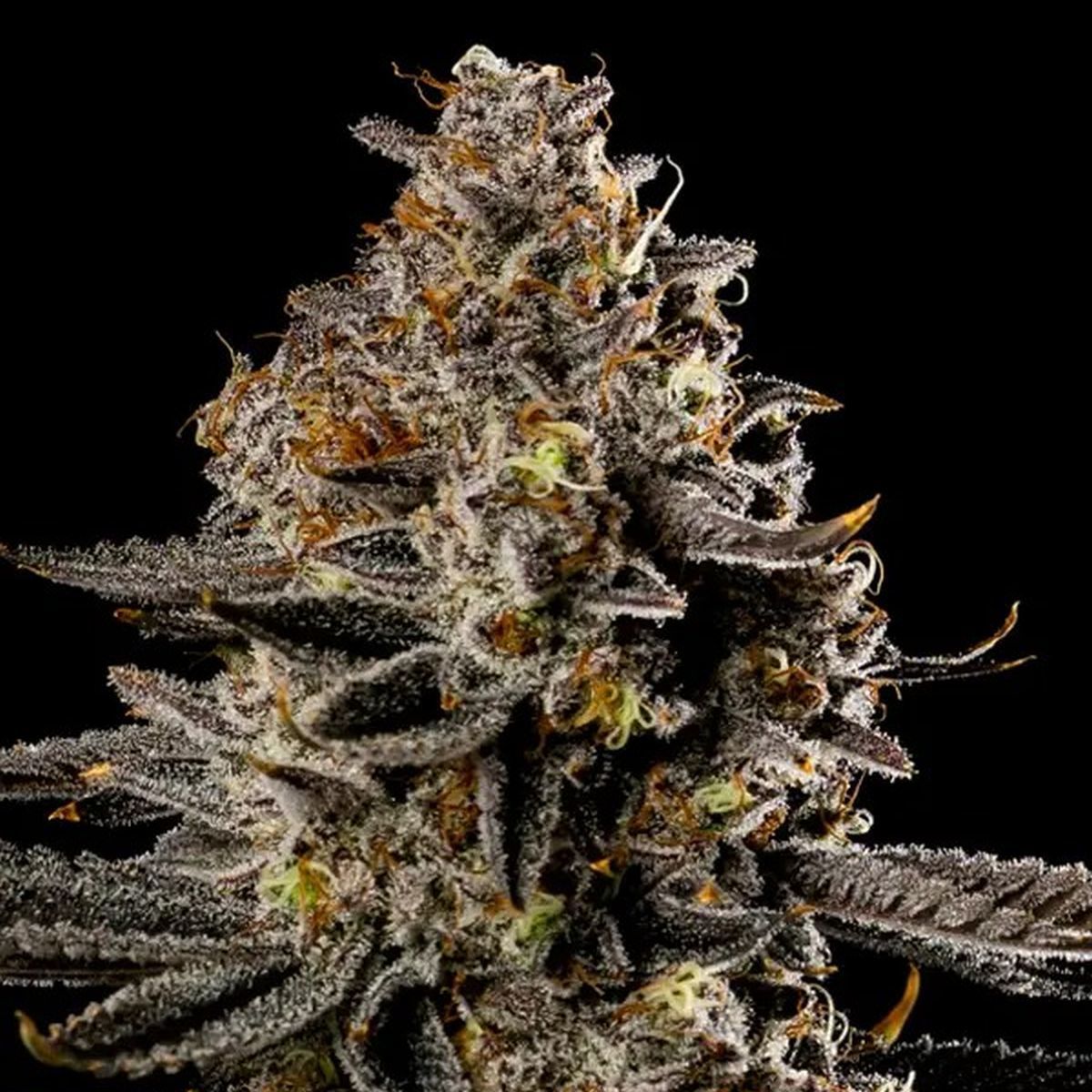 MASH BERRYマッシュ ベリー 20インチ 3段 AUTO LED Buy Smashberry Fumez Auto | Anesia Seeds