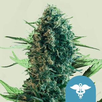 Royal Medic (Royal Queen Seeds) feminisiert