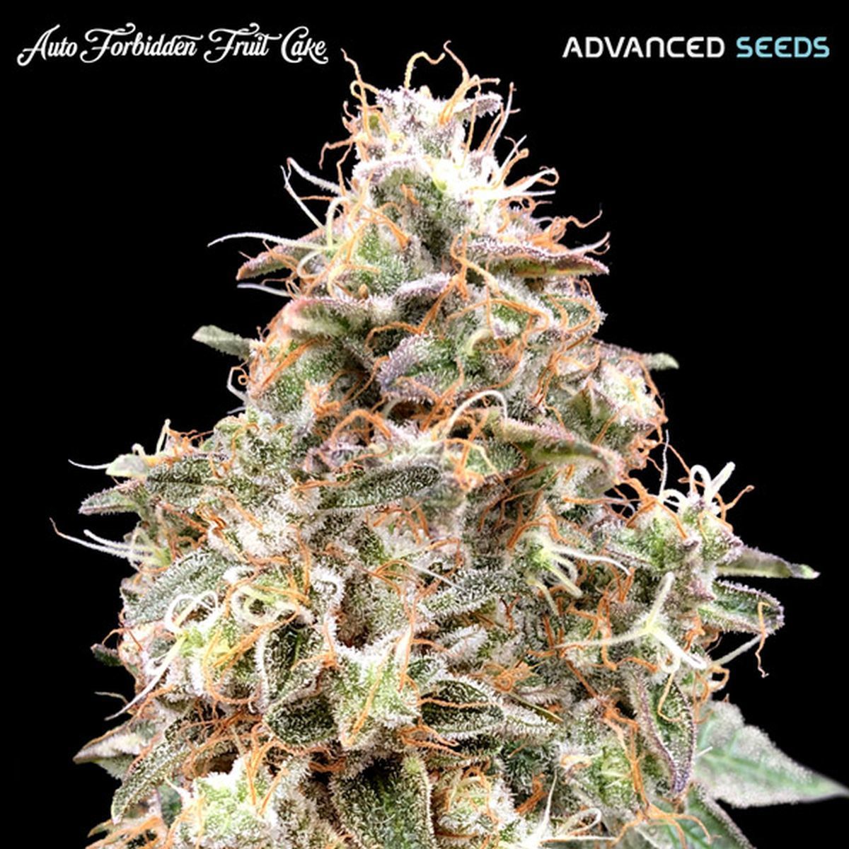 Forbidden Fruit Auto (Sanaleo)
