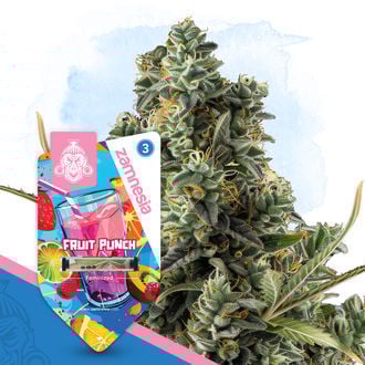 Club Tropicana Pack - Feminized Strains