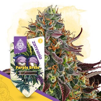 Rare Gems Pack - Feminized Strains