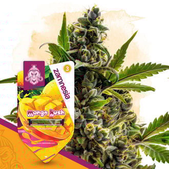 Club Tropicana Pack - Autoflower Strains