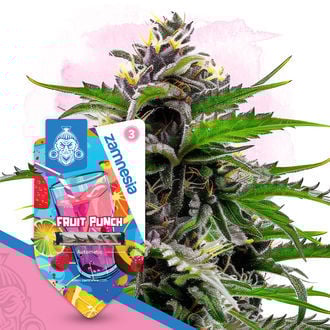 Club Tropicana Pack - Autoflower Strains