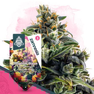 Club Tropicana Pack - Autoflower Strains