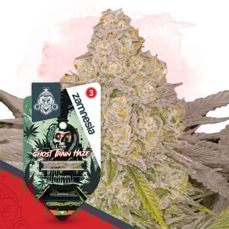 Full Throttle Pack - Autoflower Strains