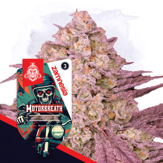 Full Throttle Pack - Autoflower Strains