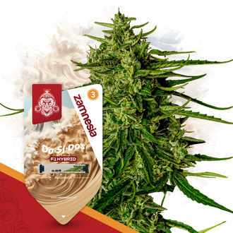 The F1 Power Pack - F1 Hybrid Seeds