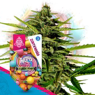 The F1 Power Pack - F1 Hybrid Seeds