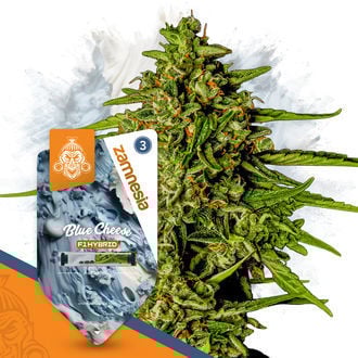 Super THC Pack - F1 Hybrid Seeds