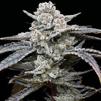 Lemon Cherry Gelato (Barney’s Farm x Backpackboyz) feminisiert