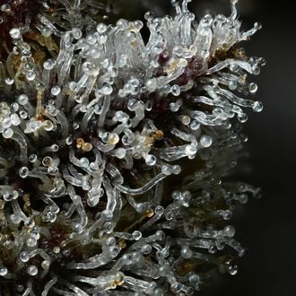 Lemon Cherry Gelato (Barney’s Farm x Backpackboyz) feminisiert