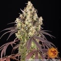 Lemon Cherry Gelato (Barney's Farm x Backpackboyz) feminized