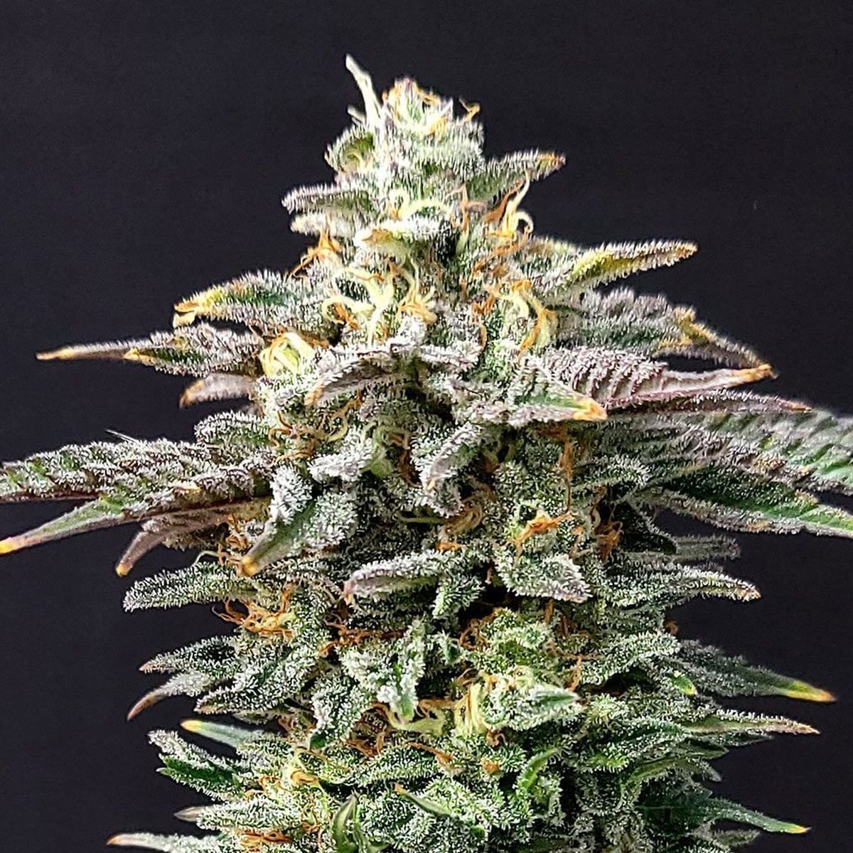 Cherry Dream Feminisiert (Kannabia)
