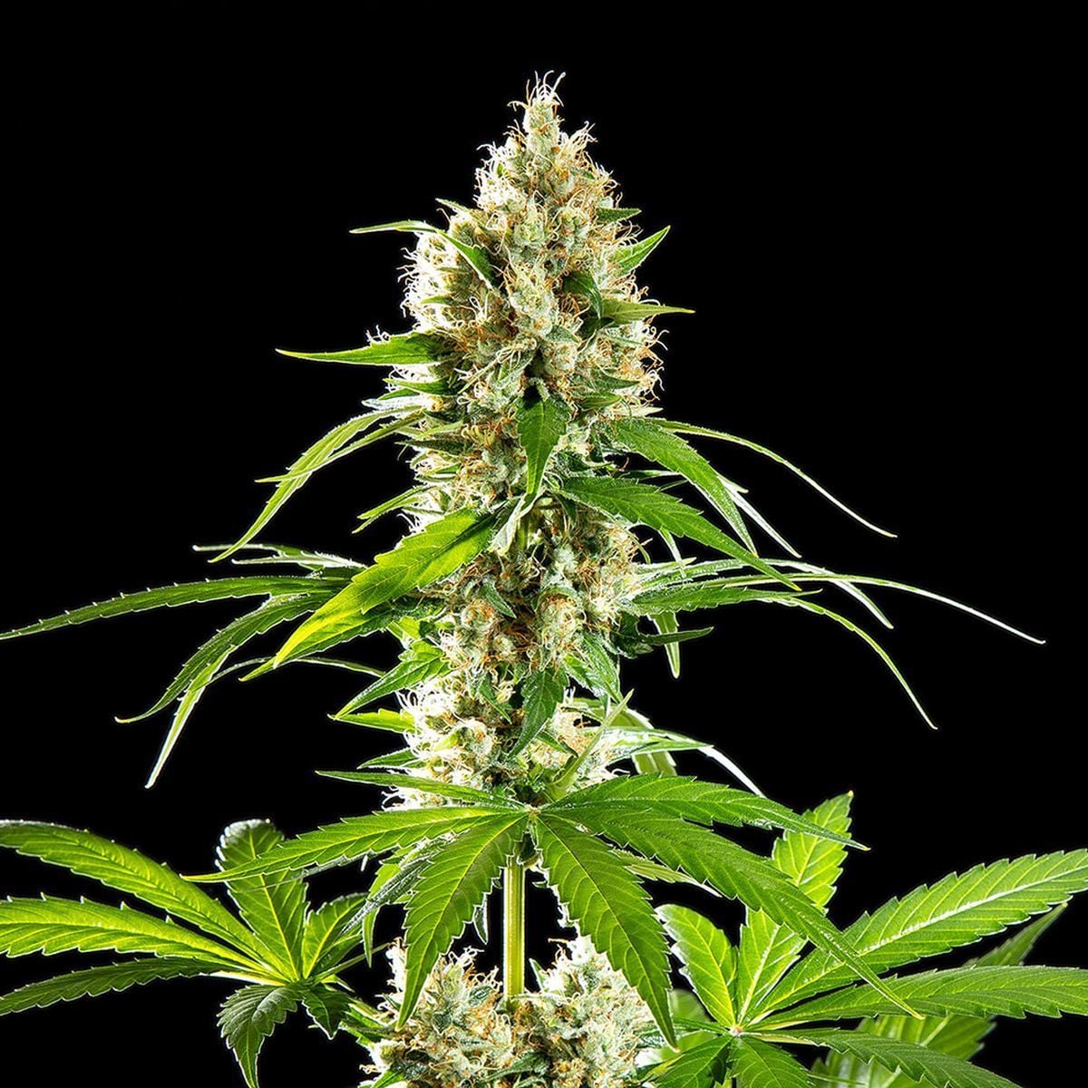 Buy Sunset Sherbet Feminized Seeds | USA Genetics