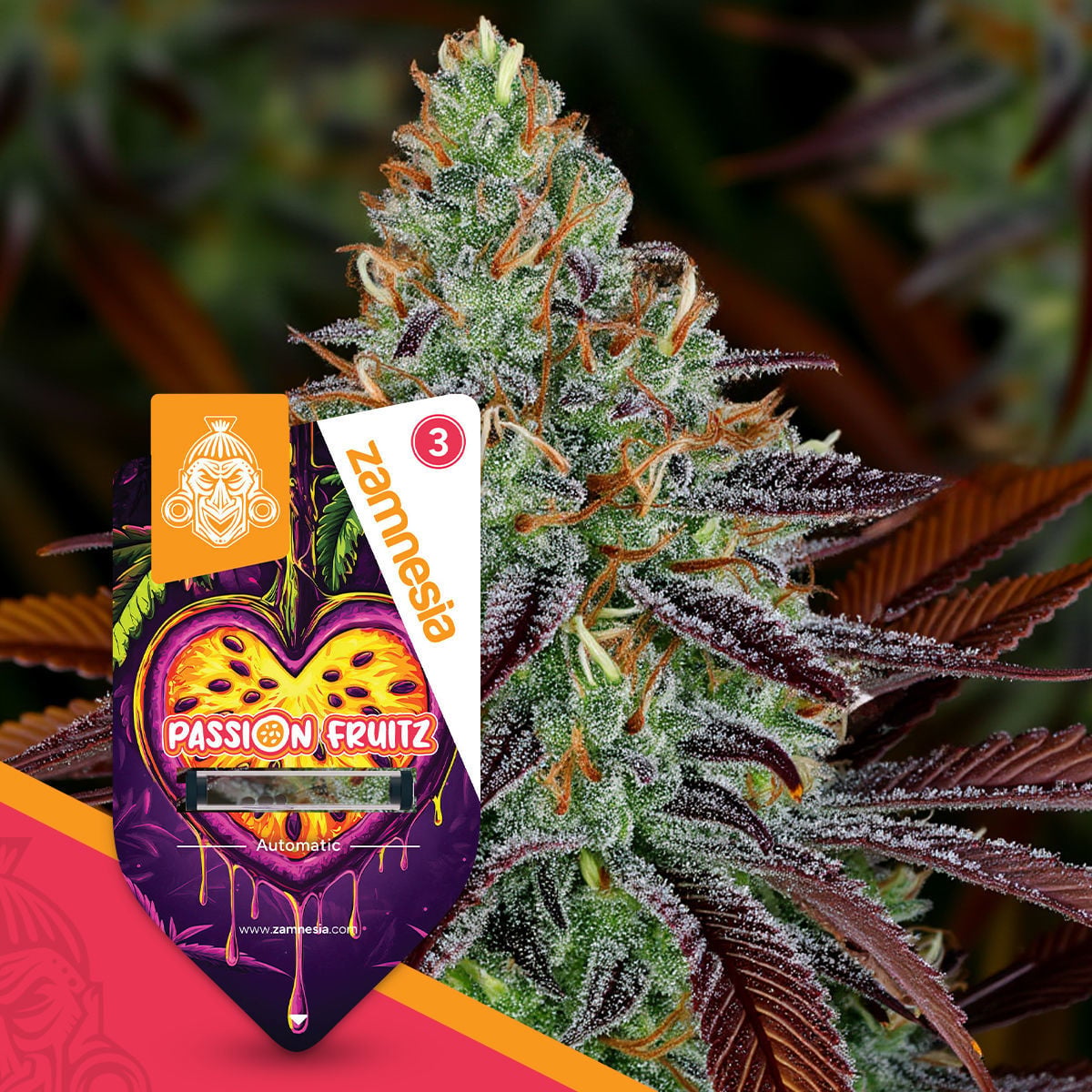 zamnesia-seeds-passion-fruitz-