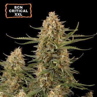 BCN Critical XXL (Seedstockers) feminisiert